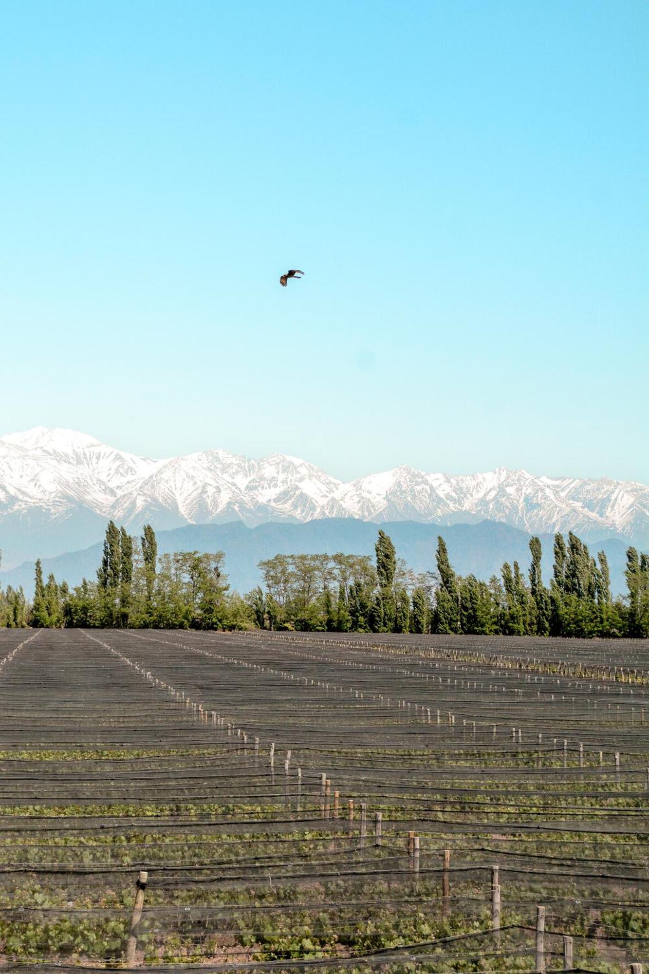 Agrelo Vines Lodge エクステリア 写真