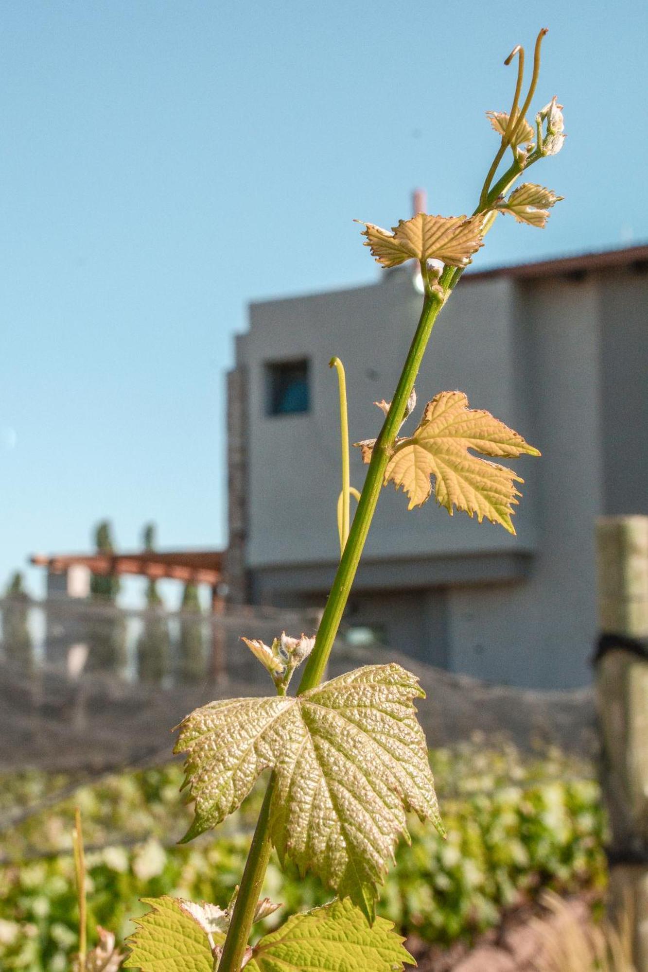 Agrelo Vines Lodge エクステリア 写真
